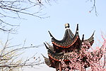 梅花