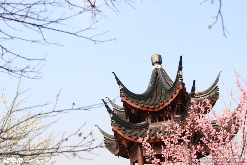 梅花