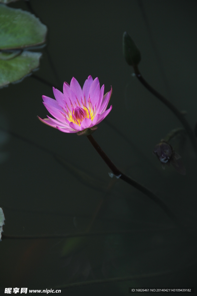 荷花 摄影