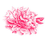 牡丹花