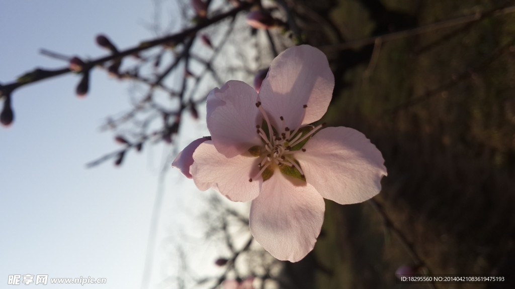 夕阳下的桃花