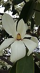 玉兰花盛开
