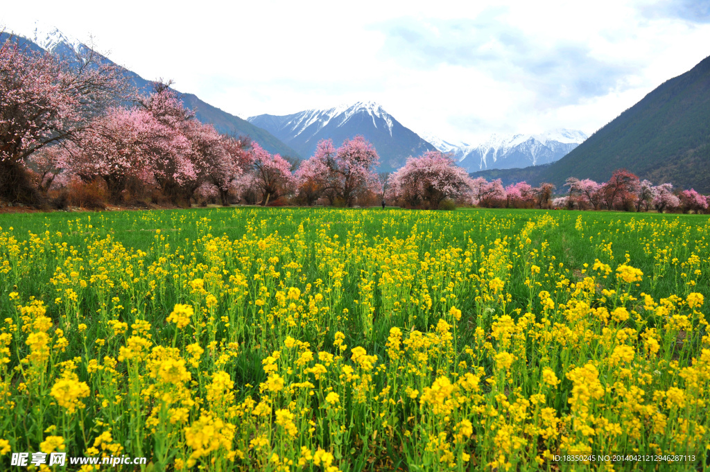 油菜花 春天