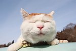 猫叔 猫 睡觉