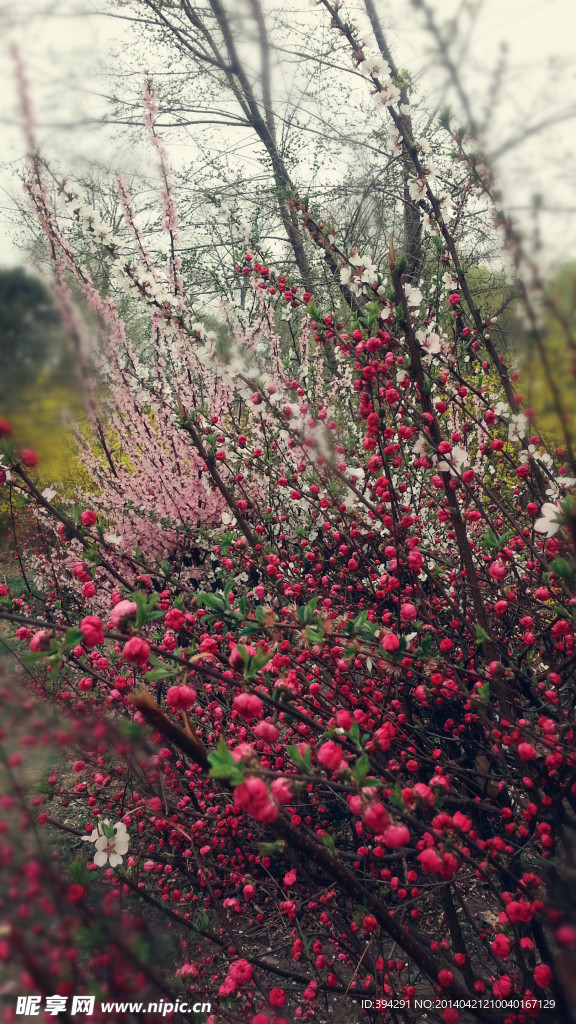 桃花深处