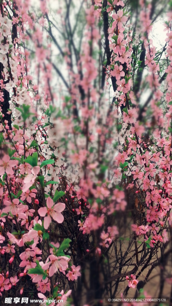 桃花深处