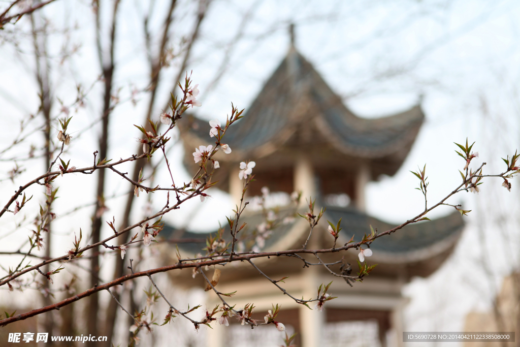 春 意浓 桃花 凉亭