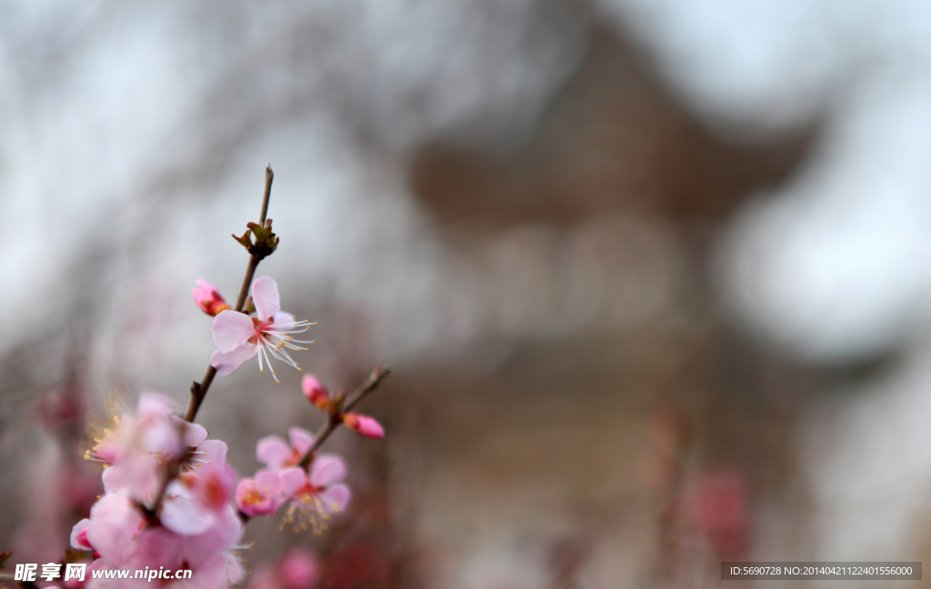 春 意浓 桃花 凉亭