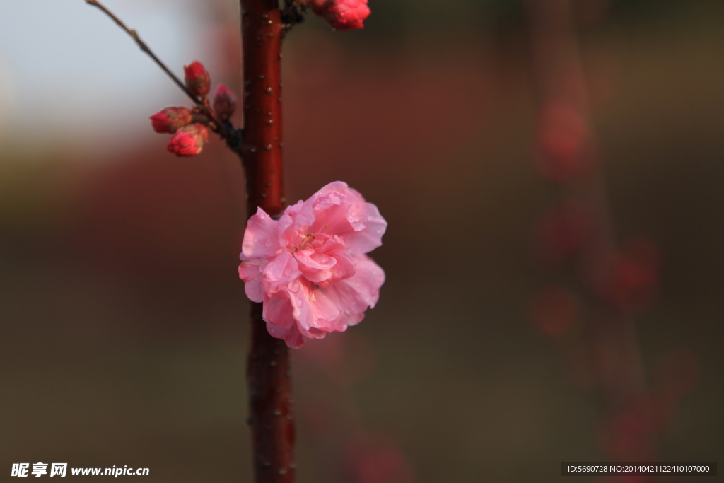 春 意浓 盛开的桃花