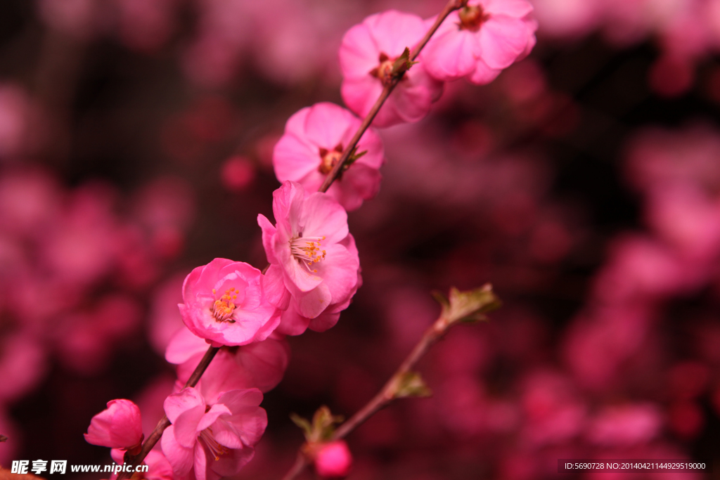 春 意浓 桃花