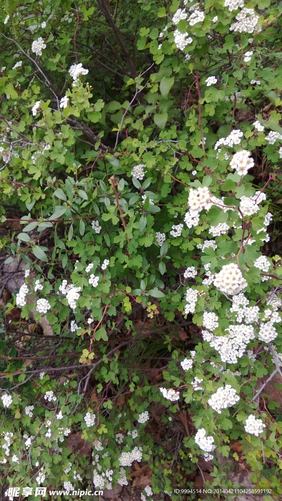 山间野花