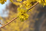 花草