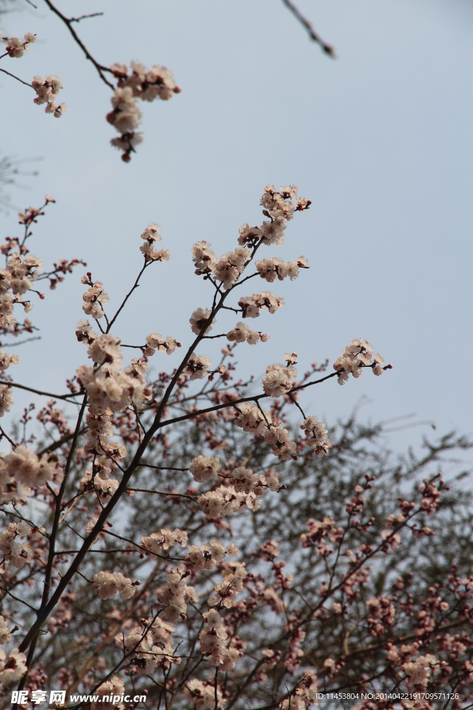 梅花