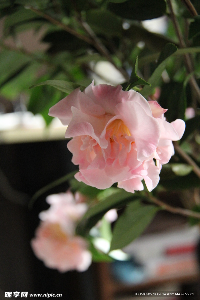茶花摄影