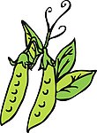 荷兰豆