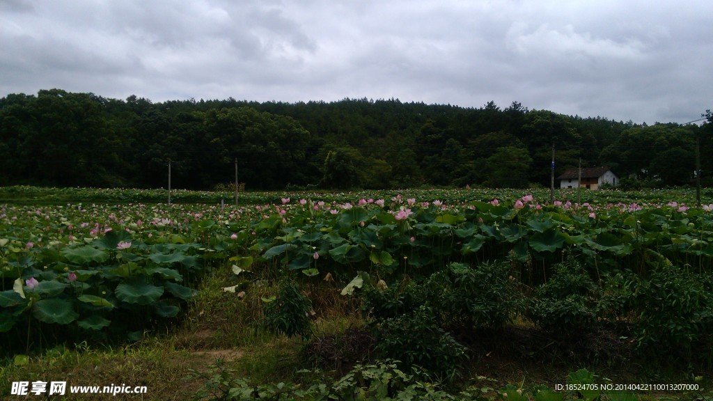 荷花溏