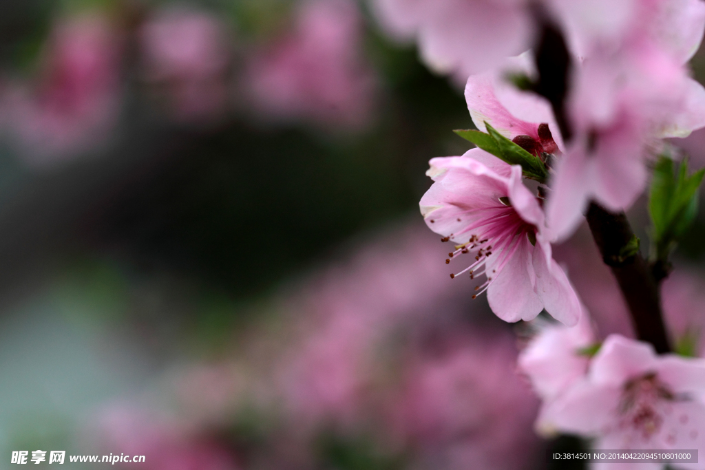桃花