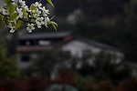 梨花枝头下