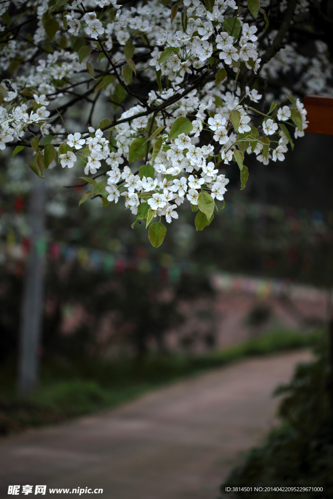 驿路梨花