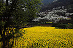 菜花田野