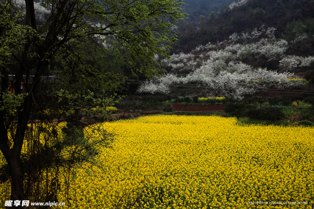 菜花田野