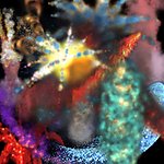 烟花烟火火花光图片