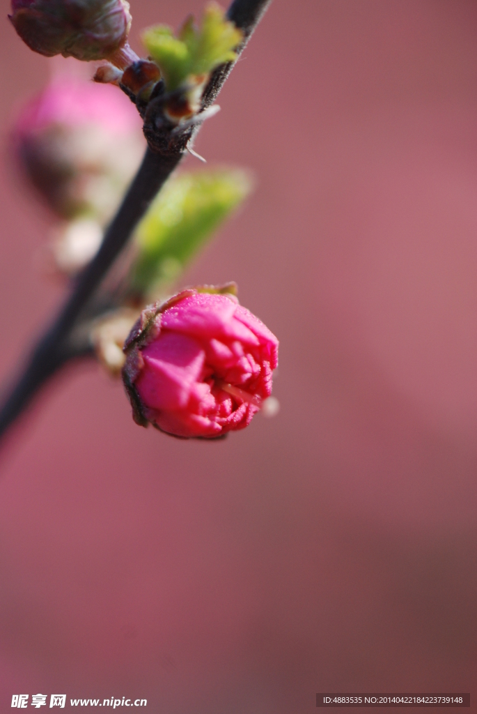 红色花蕾