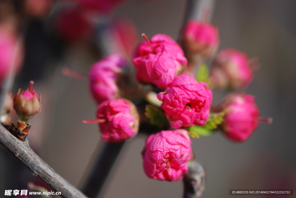 红色花蕾