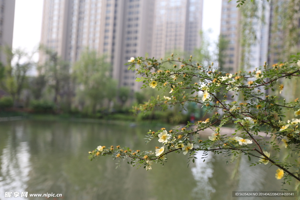 园林风景