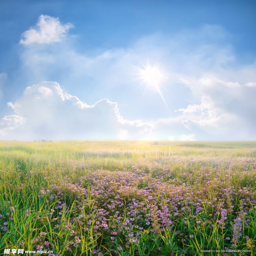 草原鲜花美丽风景