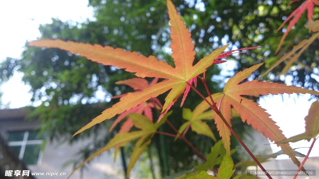 枫叶