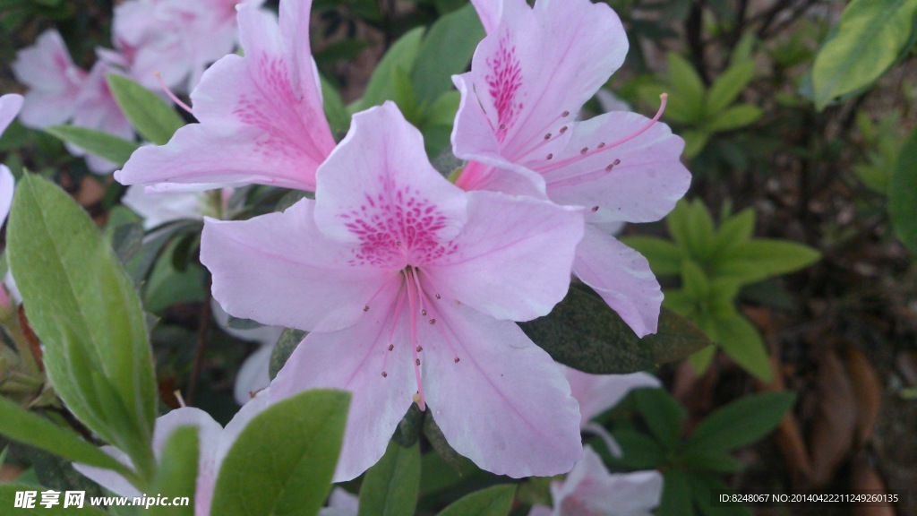 杜鹃花