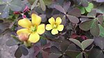 小花