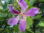 紫花