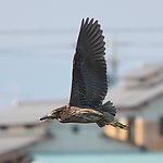 飞鸟