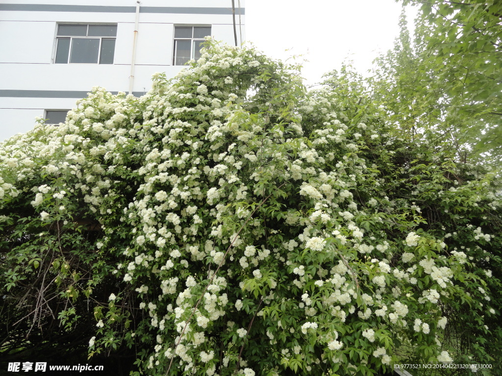 木香花