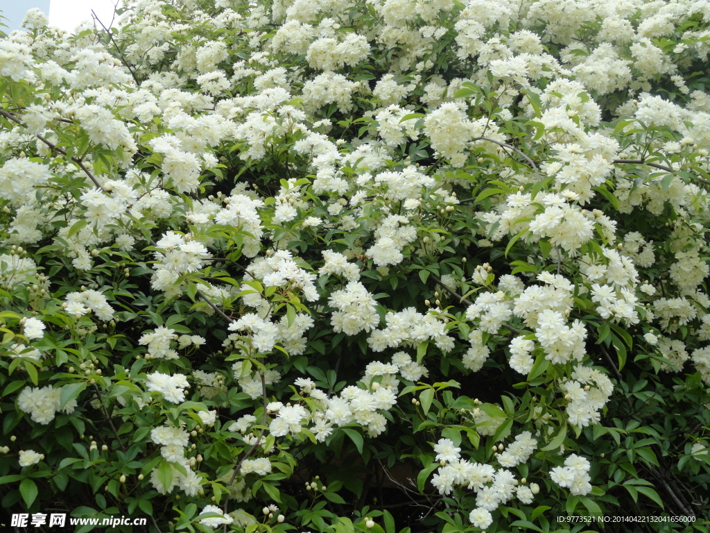 木香花