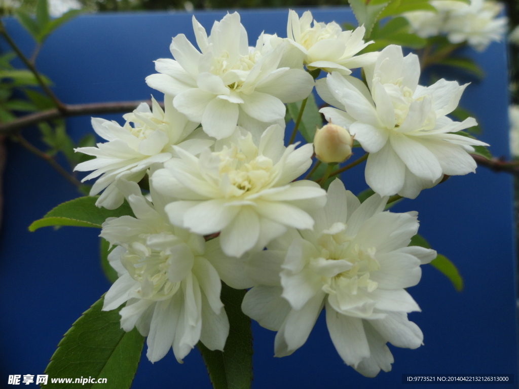 木香花