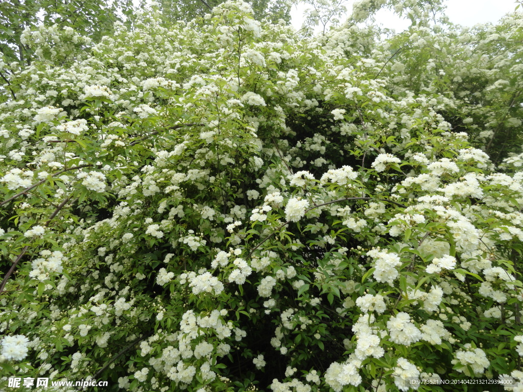 木香花