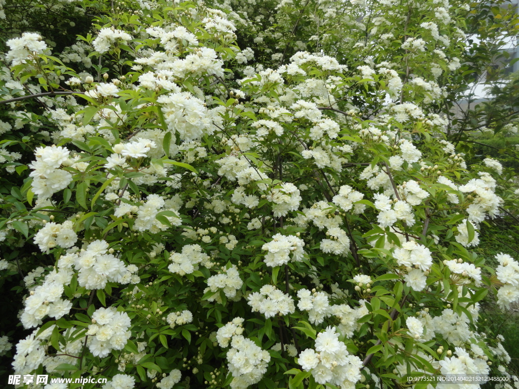 木香花