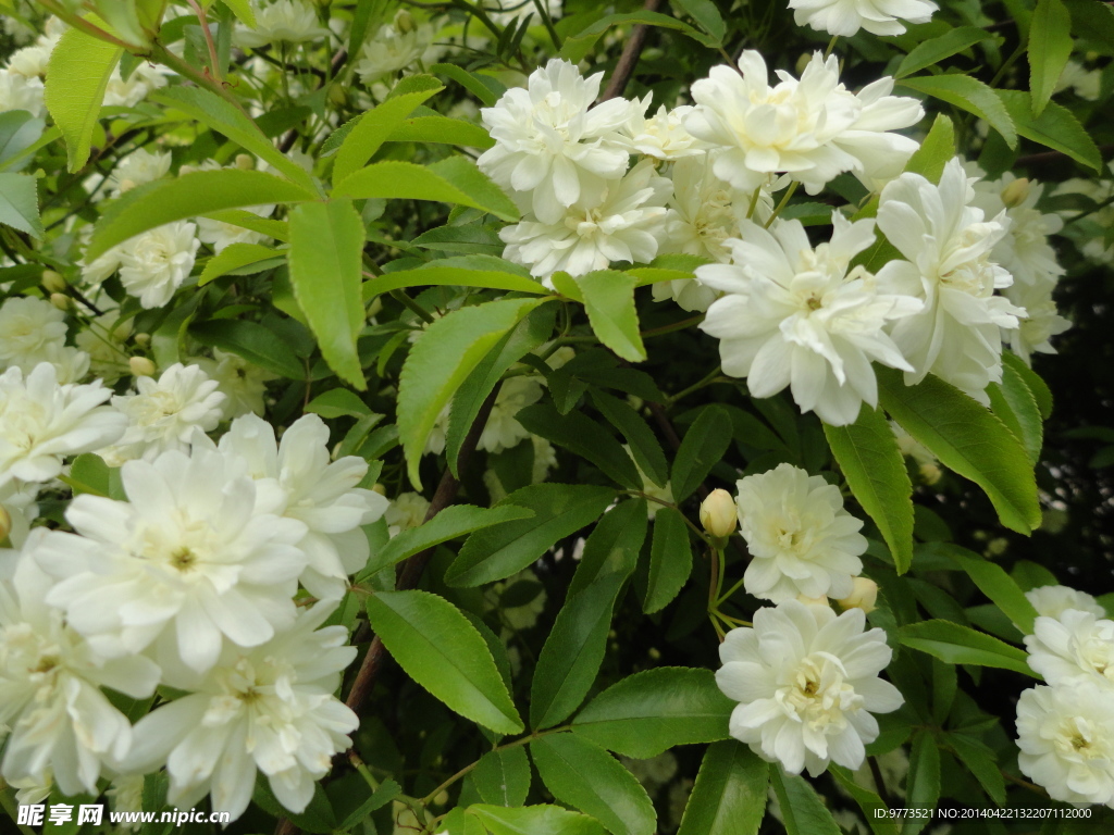 木香花