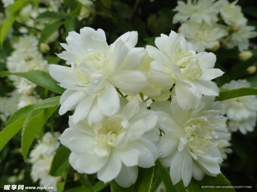 木香花