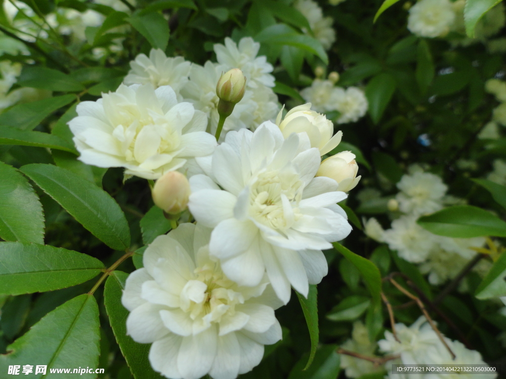 木香花