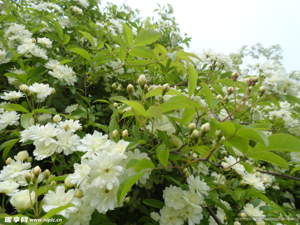 木香花