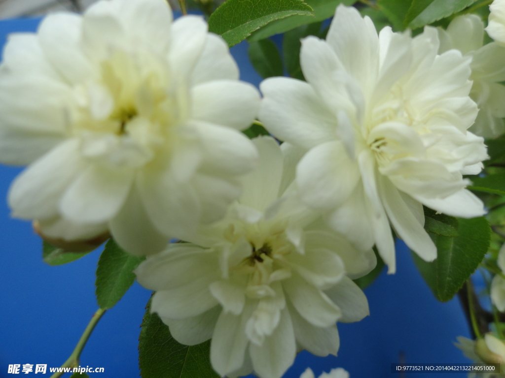 木香花