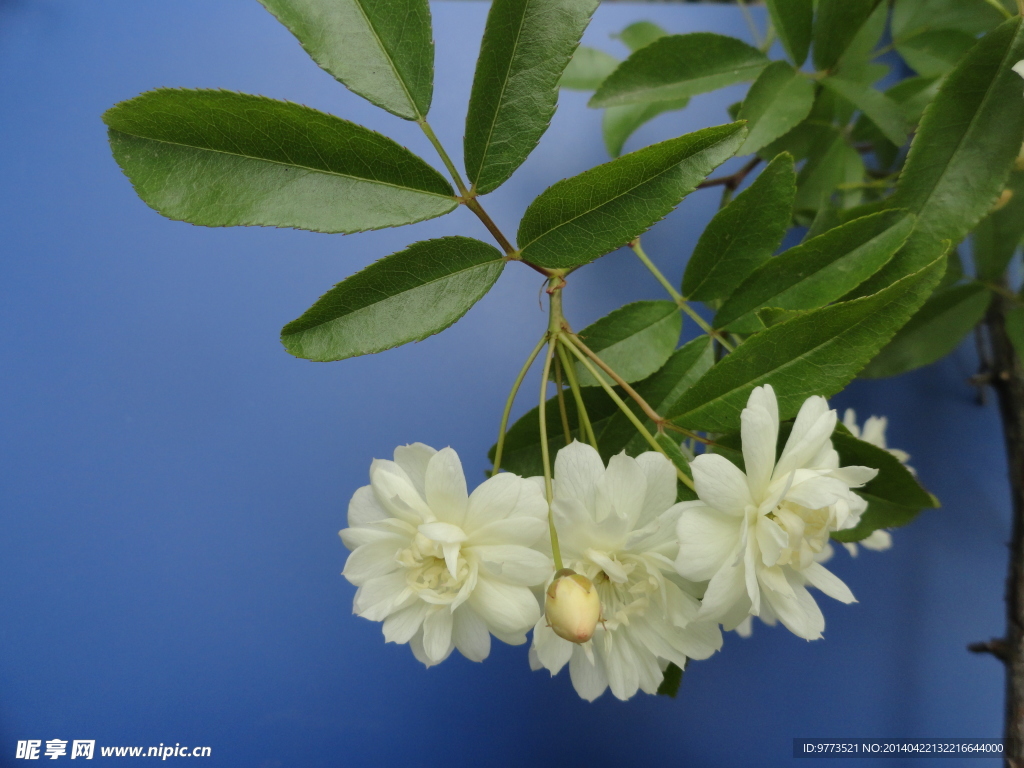 木香花