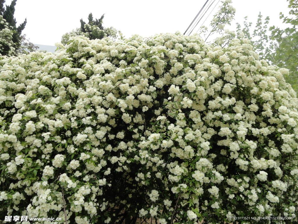 木香花