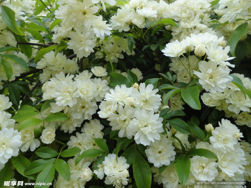 木香花