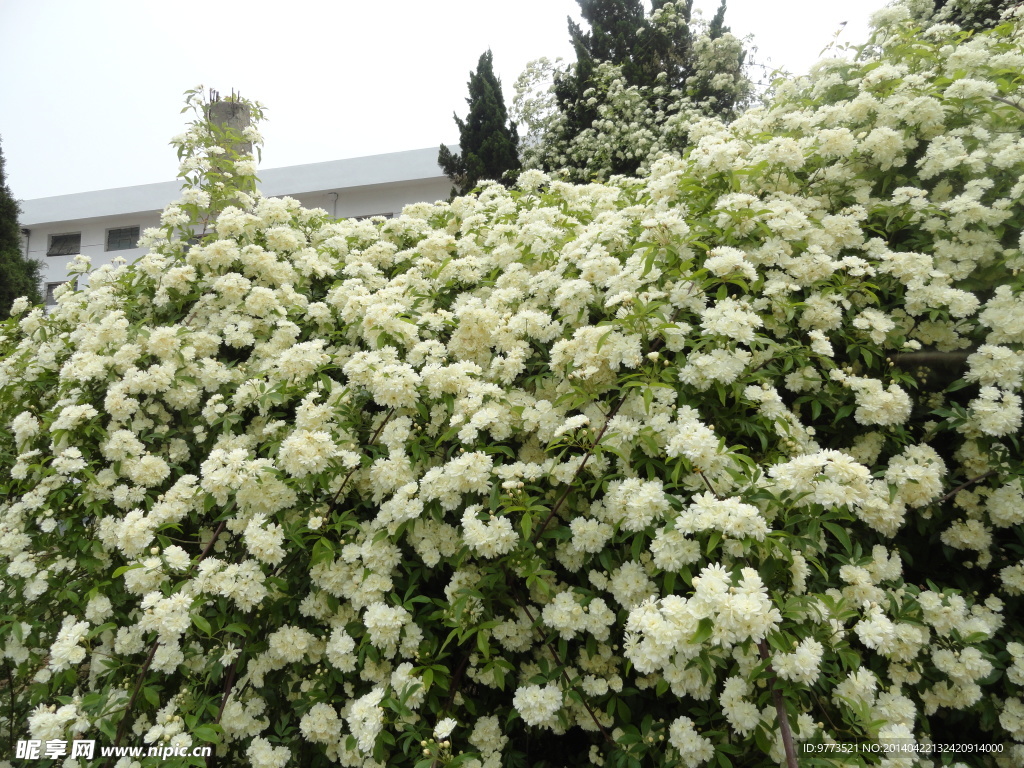 木香花