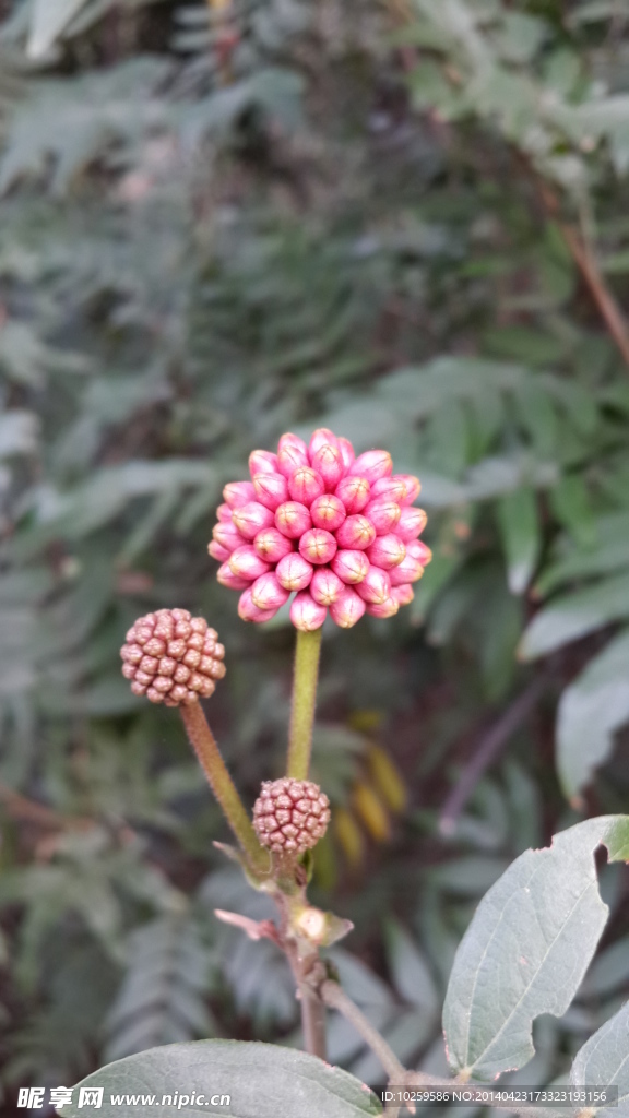 花蕾